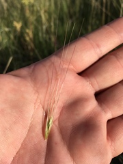 Elymus longifolius