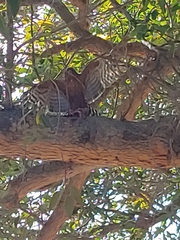 Accipiter melanoleucus