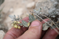 Hebecarpa ovatifolia