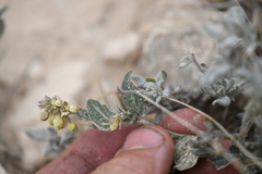 Hebecarpa ovatifolia
