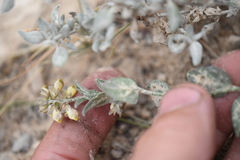 Hebecarpa ovatifolia