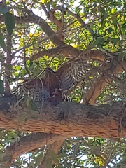Accipiter melanoleucus