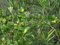 Grewia flavescens