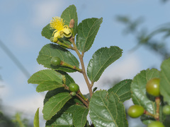 Grewia flavescens