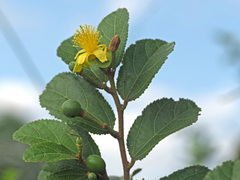 Grewia flavescens