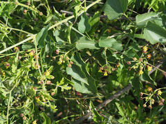 Pentarrhinum insipidum