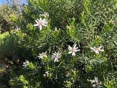 Olearia glutinosa