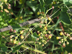 Pentarrhinum insipidum