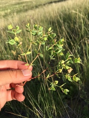 Euphorbia chamaesula