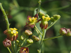 Pentarrhinum insipidum