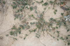 Dalea pogonathera