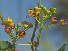 Pentarrhinum insipidum