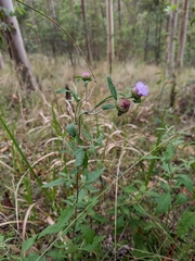 Centratherum riparium