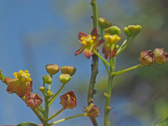 Pentarrhinum insipidum