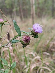 Centratherum riparium