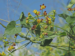 Pentarrhinum insipidum