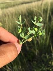 Euphorbia chamaesula