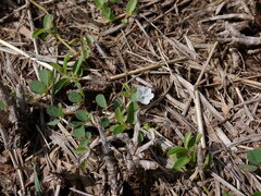 Evolvulus nummularius