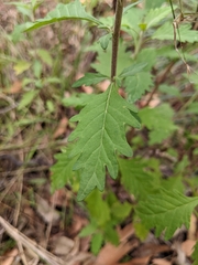 Centratherum riparium