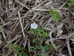 Evolvulus nummularius