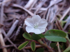 Evolvulus nummularius