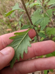 Centratherum riparium