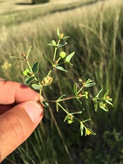 Euphorbia chamaesula