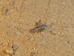 Cycloptilum distinctum