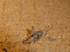 Cycloptilum distinctum