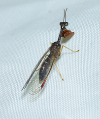 Mantispinae