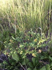 Euphorbia chamaesula