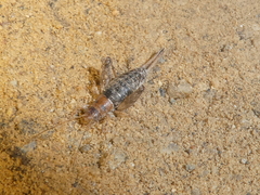 Cycloptilum distinctum