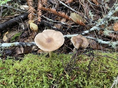 Pluteus exilis