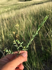 Euphorbia chamaesula