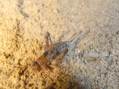 Cycloptilum distinctum