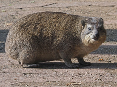 Procavia capensis capensis