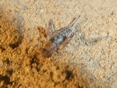 Cycloptilum distinctum