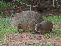 Procavia capensis capensis