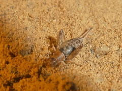 Cycloptilum distinctum