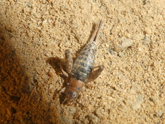 Cycloptilum distinctum