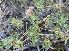 Trifolium scabrum