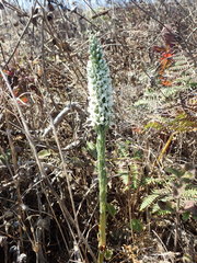 Platanthera elegans decurtata