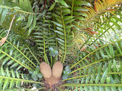 Encephalartos senticosus