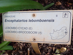 Encephalartos lebomboensis