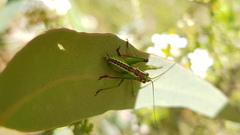 Listroscelidinae
