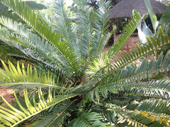 Encephalartos lebomboensis