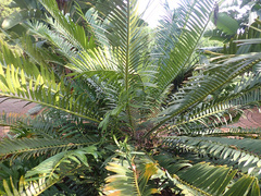 Encephalartos lebomboensis