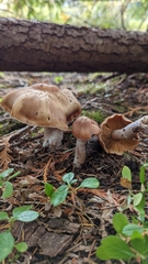 Cortinarius armeniacus