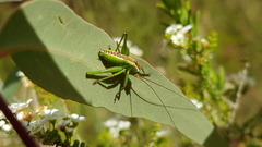 Listroscelidinae