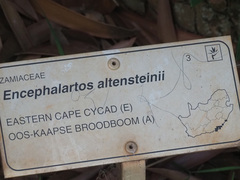 Encephalartos altensteinii
